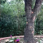 Antica Quercia Villa *