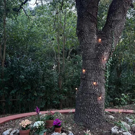 Villa L'antica Quercia Locorotondo