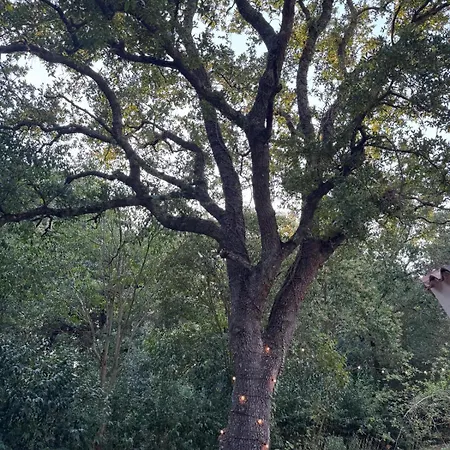 L'antica Quercia * Locorotondo