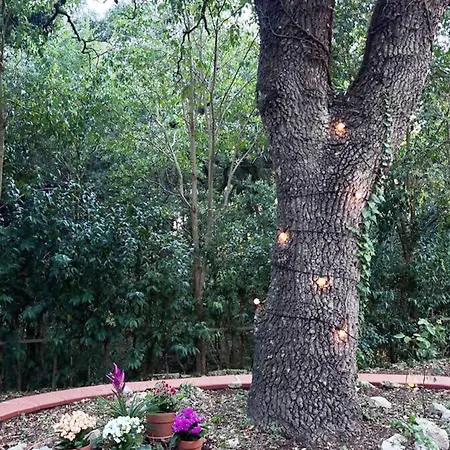 L'antica Quercia *