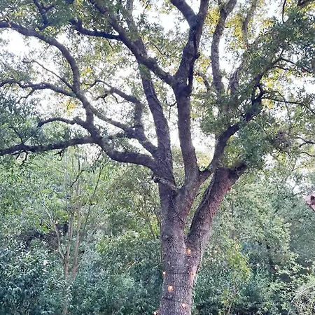L'antica Quercia Villa