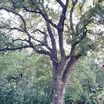 L'antica Quercia * Locorotondo
