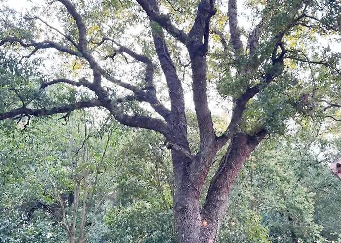 L'antica Quercia * לוקורוטונדו